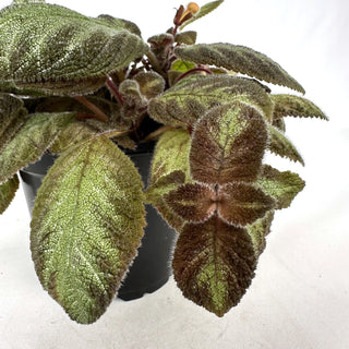 Z-2348 - Episcia "Costa Rica Pink" - 5” Pot