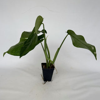 Z-2164 - Syngonium chiapense variegated