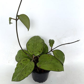 Z-2200 - Hoya vitellina