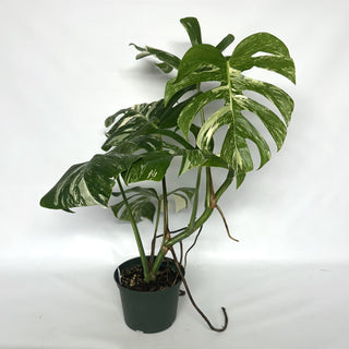 Z-2123 - Monstera deliciosa var. borsigiana albo-variegata