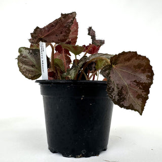 Begonia 'Raspberry Moon'