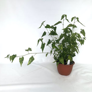 Abutilon megapotamicum 'Variegatum' - 6" Hanging Basket