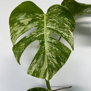 Z-2209 - Monstera deliciosa var. borsigiana albo-variegata