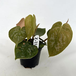 Z-2166 - Philodendron aff. brandtianum (Shingling Form)