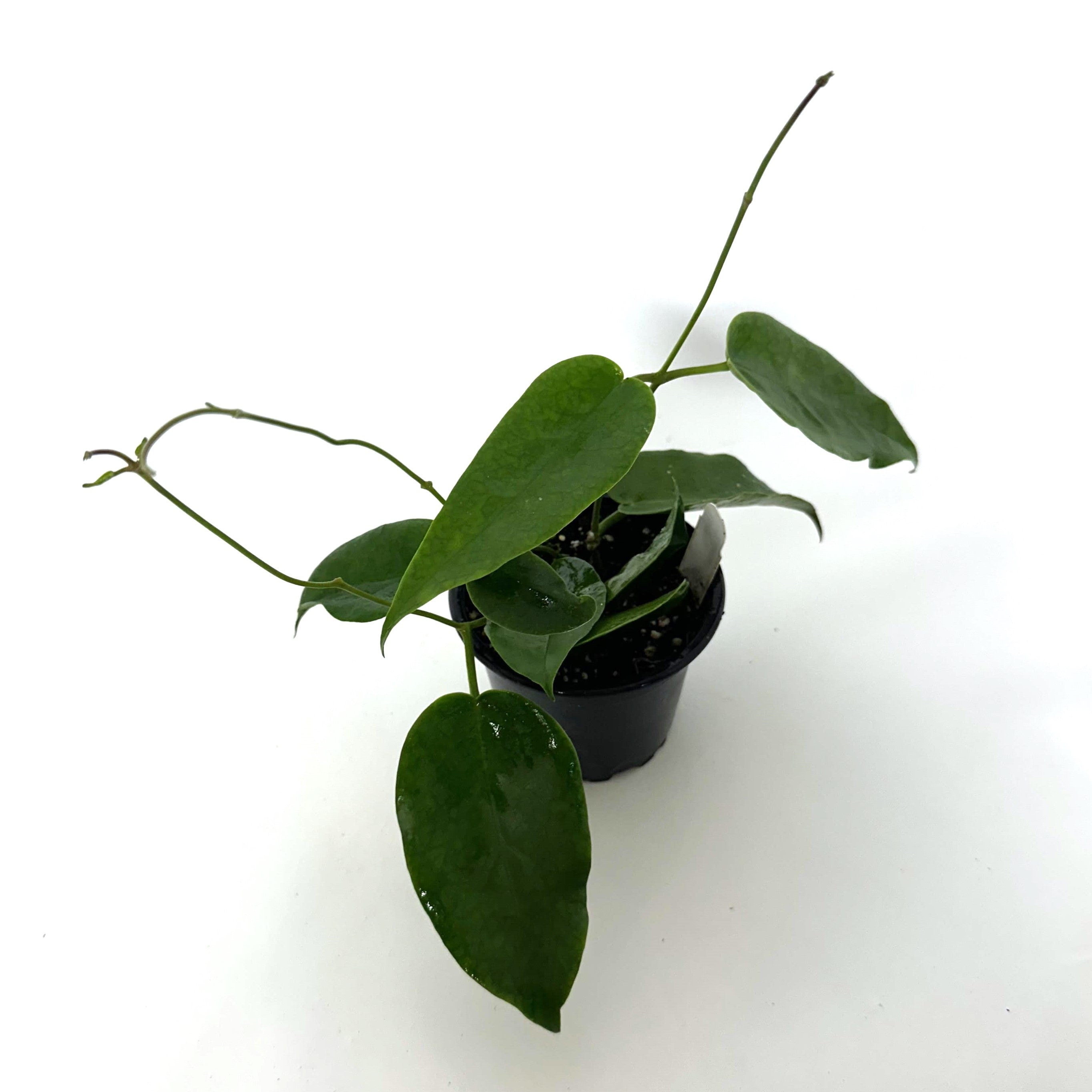 hoya philodendron Hoya 'Kaimuki'