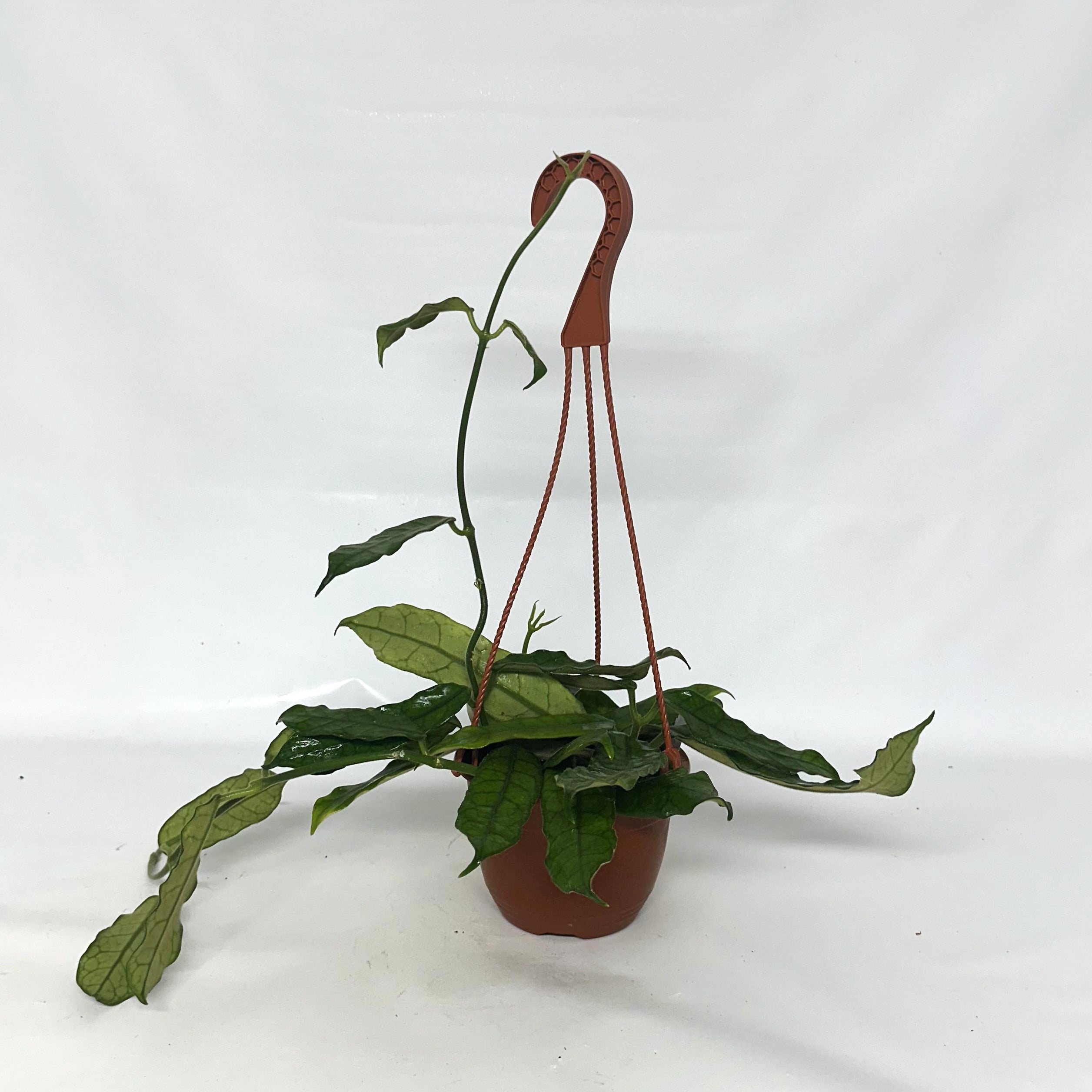 globulosa succulent Hoya globulosa