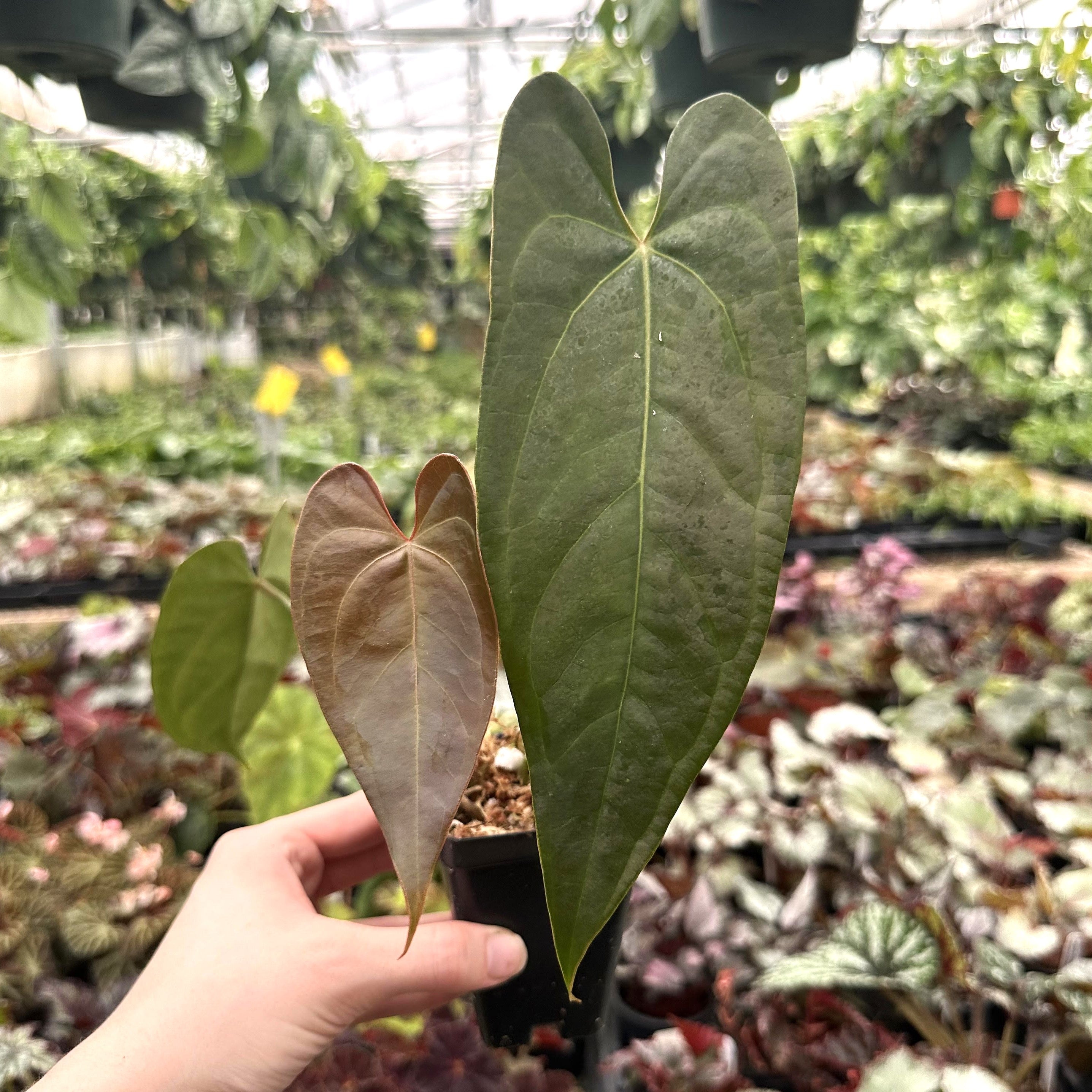 anthurium hybrid plant Anthurium "Bench Hybrid"