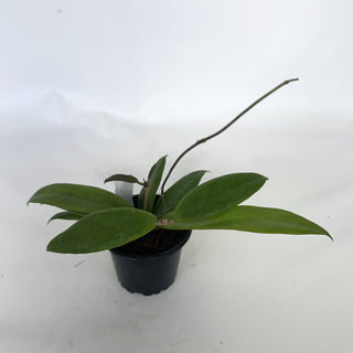 Z-2148 - Hoya 'Evy'