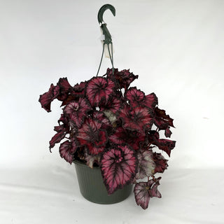 Z-2181 - Begonia 'Steve's Leaves Phantom' - 10in Hanging Basket **NEW**