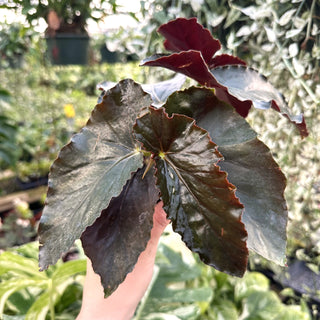 Begonia 'Tar Baby'