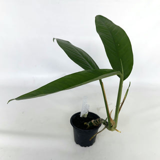 Z-2140 - Rhaphidophora megasperma