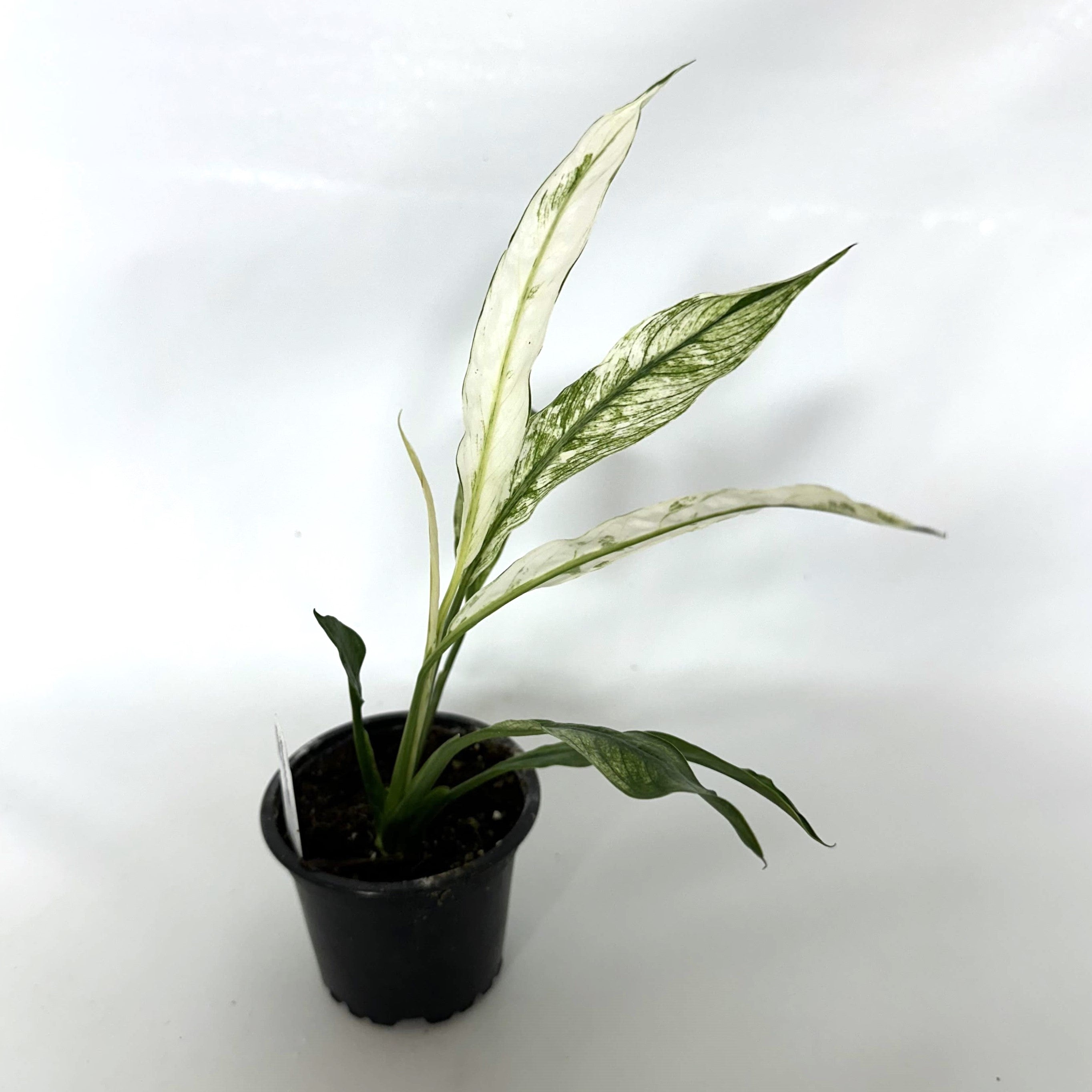 spathiphyllum variegated peace lily Spathiphyllum wallisii variegata – Steve's Leaves