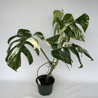 Z-2155 - Monstera deliciosa var. borsigiana albo-variegata