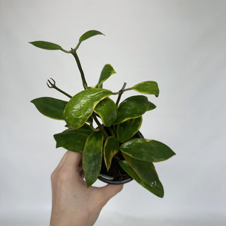 Z-2144 - Hoya diversifolia albo-marginata