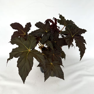 Z-2177 - Begonia “Chocolate Martini” - 5.5in Pot