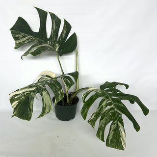 Z-2120 - Monstera deliciosa var. borsigiana albo-variegata