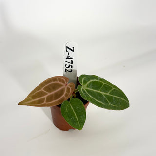 Z-4752 - Anthurium 'Tezula Dreamweaver'/dorayaki x 'Arnold Schwarzenegger' - Seedling