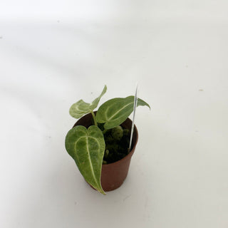 Anthurium 'Arnold Schwarzenegger' x self - Seedling [#1648]