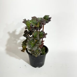 Begonia 'Harmony's Daenerys'