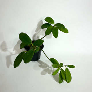 Hoya liangii [#2022]