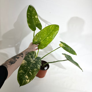 Philodendron 'Jose Buono' (Texas Form) [#1973]