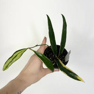 Hoya sulawesiana albo marginata [#2202]