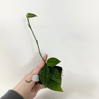 Z-5385 - Scindapsus pictus 'Green Army'