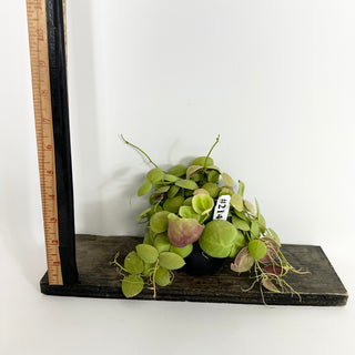 Dischidia vidalii [#2149]