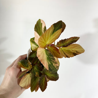 Begonia ‘Withlacoochee’ (Variegated) [#1734]