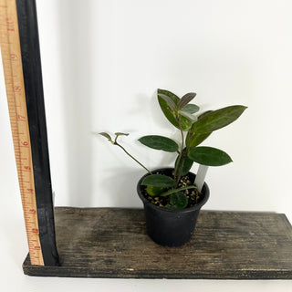 Hoya vangviengiensis [#2193]