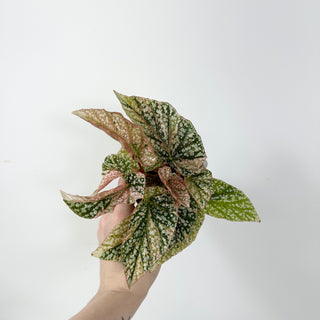 Begonia 'Snow Capped' (Variegated) [#2387]