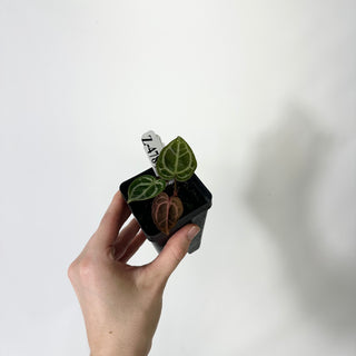 Z-4784 - Anthurium 'Brielle'/'Michelle' x self