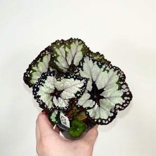 Begonia 'Dolce Vita' [#2129]