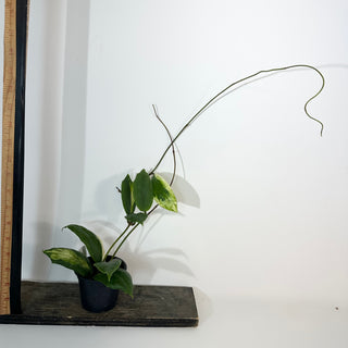 Hoya incrassata "Moon Shadow" [#2181]