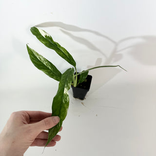 Z-5273 - Rhaphidophora megasperma variegata