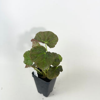 Begonia U538 [#2128]
