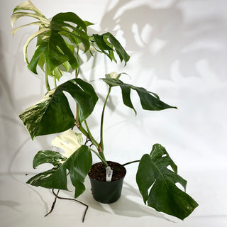 Monstera deliciosa var. borsigiana albo-variegata [#1966]