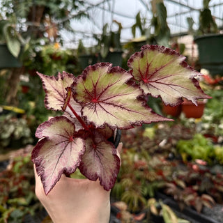 Begonia 'Pink Diamond'