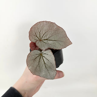 Begonia 'Rice Paper' [#1688]