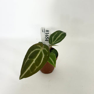 Anthurium 'Blue Velvet' x self - 3 Seedlings [#1654]