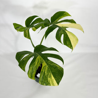 Z-4596 - Monstera deliciosa 'Marmorata'