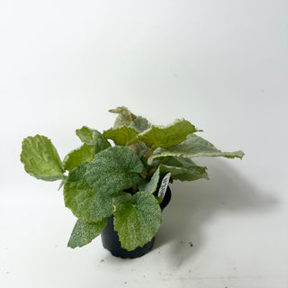 Begonia 'Bobbie's Gift' [#2005]