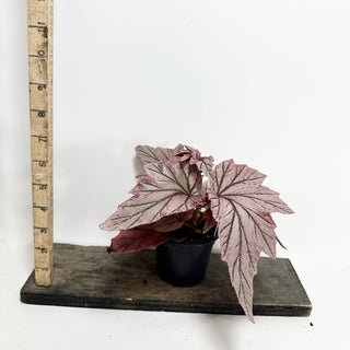 Begonia 'Lamoon' [#1986]