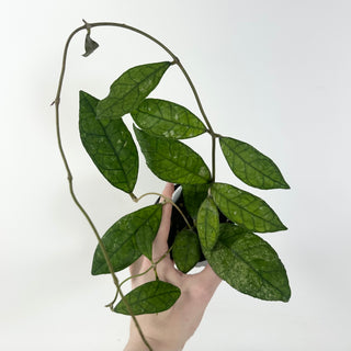 Hoya finlaysonii cv. (open pollinated) [#1949]