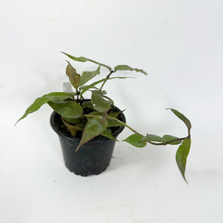 Hoya pusilla Malaysia