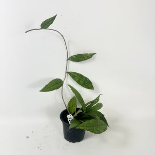 Hoya cv. finlaysonii x undulata [#2464]