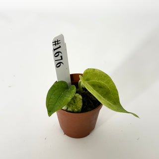 Anthurium Arnold Schwarzenegger' x 'Purple Yurple' [#1676]