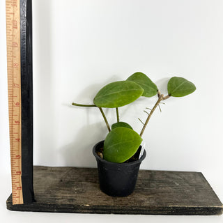 Hoya 'Ghost Fairy' [#2151]