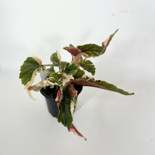 Begonia 'Ginny Galaxy' [#2111]