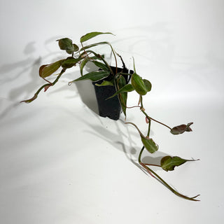 Z-4989 - Philodendron hederaceum ‘Micans Halo’
